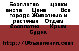 Бесплатно !!! щенки енота!! › Цена ­ 1 - Все города Животные и растения » Отдам бесплатно   . Крым,Судак